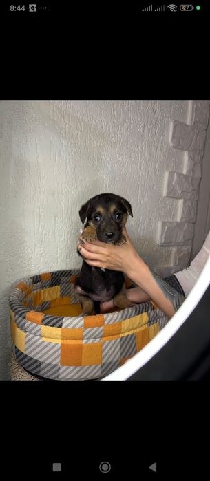 Щенки с приюта бесплатно