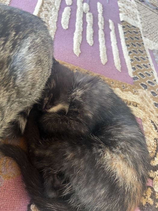 Кошка отдам бесплатно актобе