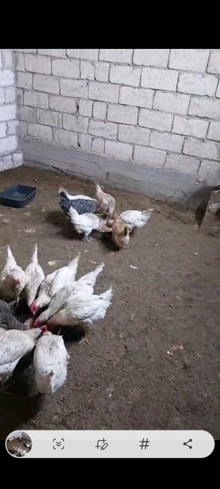 Тауық  куры сатылады