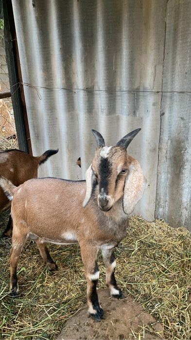 Англонубийский козел