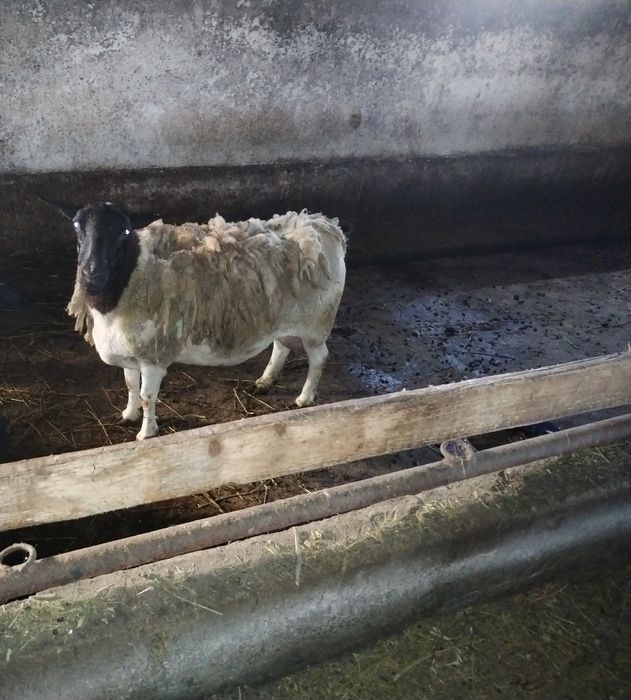 Berbec dorper și oaie!!