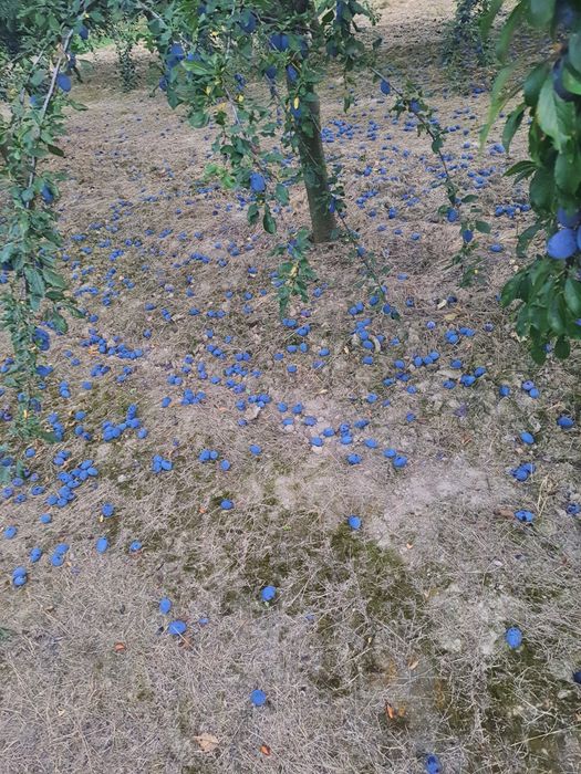 Vând prune pentru țuică