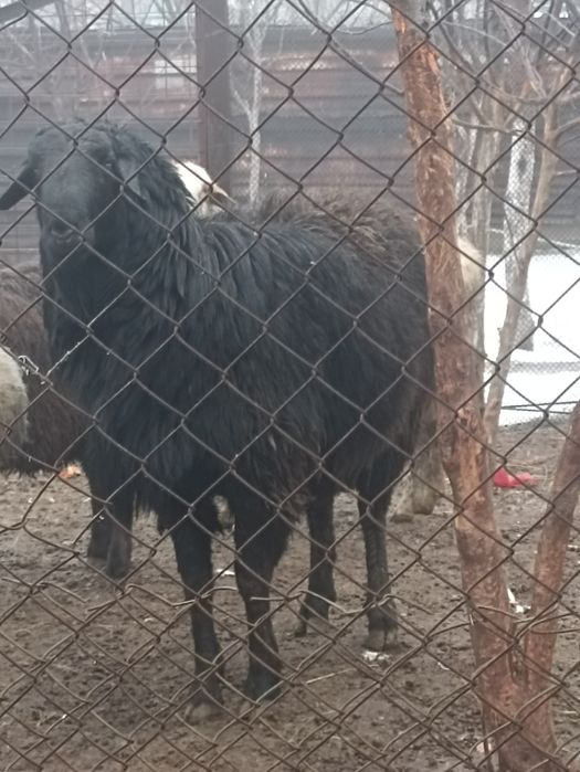 Всем здравствуйте! Продам большого черного барана. Осеменитель. Р