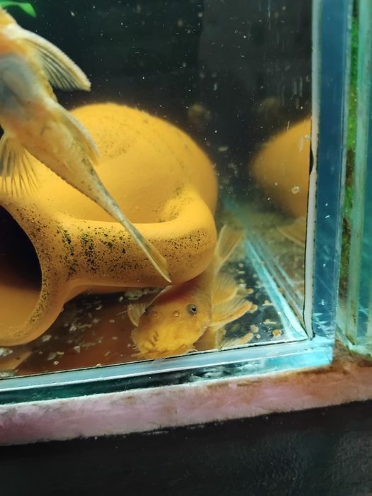 Анциструси супер ред  , обикновени  и скариди  ред чери