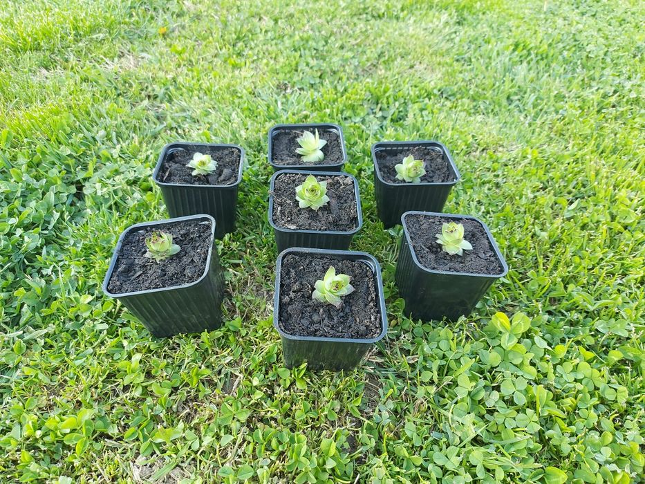 Plante suculente pentru Marturii