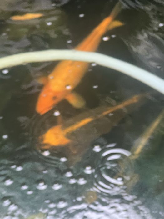 Pesti koi japonezi