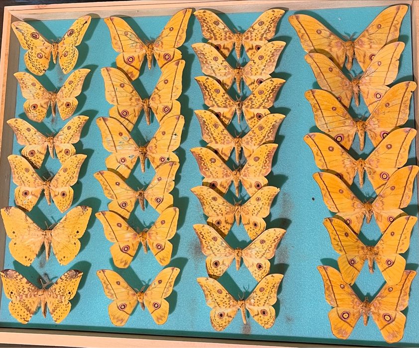 Колекция пеперуди