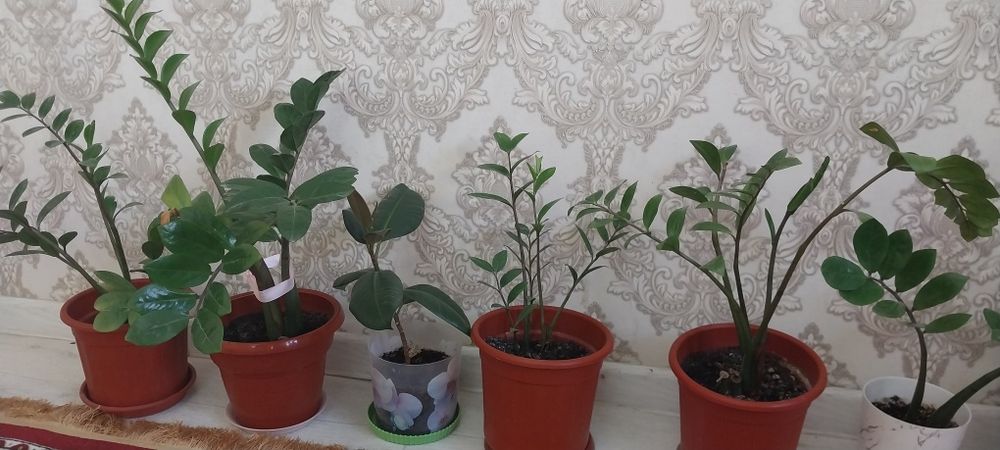 Гүлдер сатылады 30000