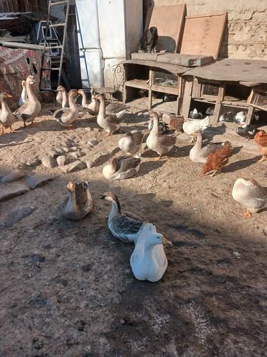 Gâște și rate de vanzare