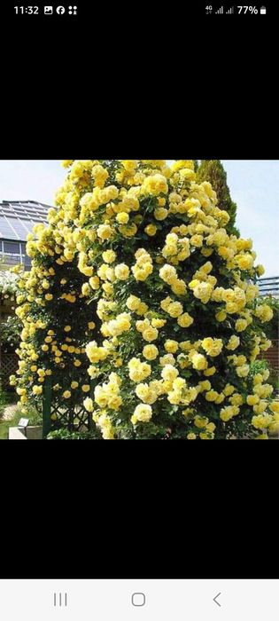 Выюший атиргул кучатлари бор