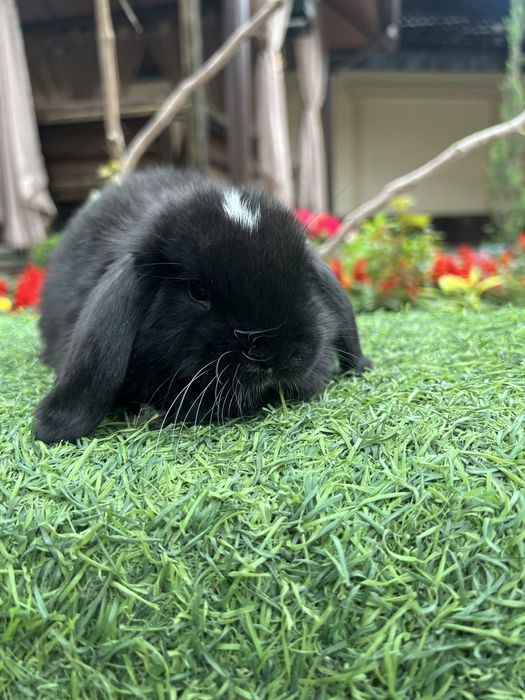 Quyon karlik dekorativ evro paroda