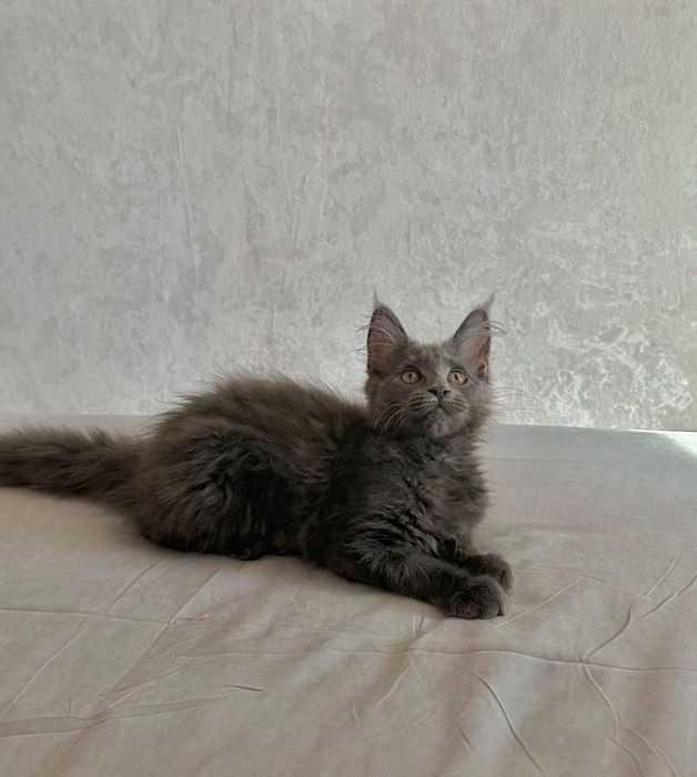 Продается котенок Мейн-кун