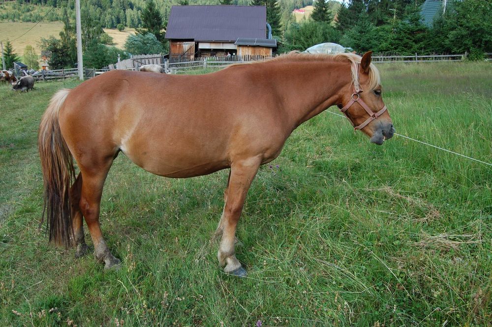 Mânz tânăr și energic