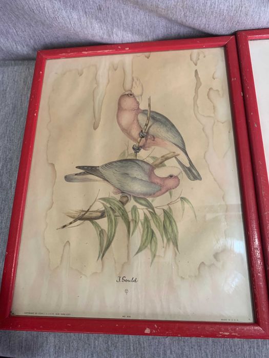 стари  три Цветни литографии Папагали Печат