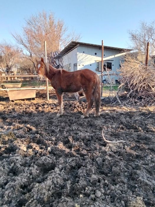 Кабыла двух летка