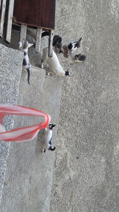 Безплатно котета