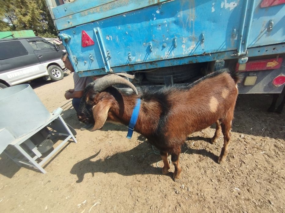 Продам козла производителя