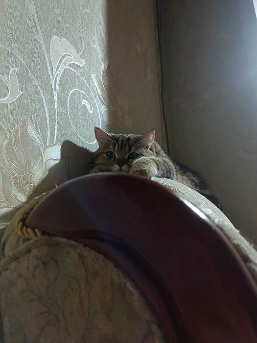 Британский кот 1 год на вязку | Отличный характер