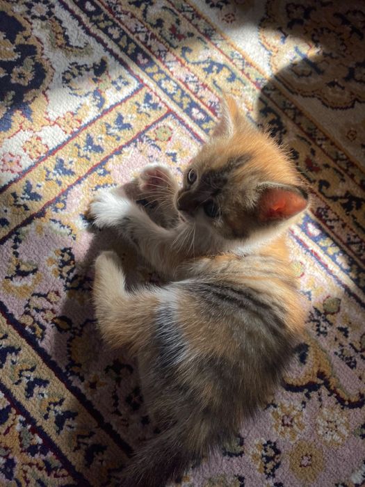 Котята бесплатно