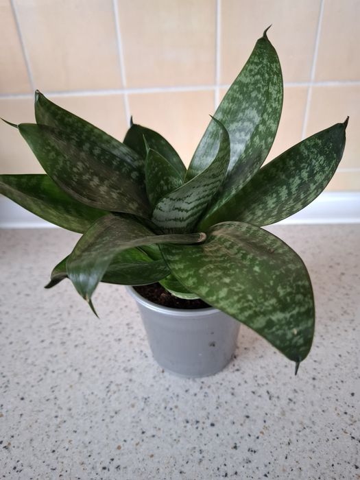 коланхое, Герань, бегония с доставкой