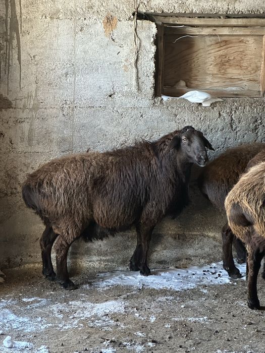 Кошкар тукымдыкка