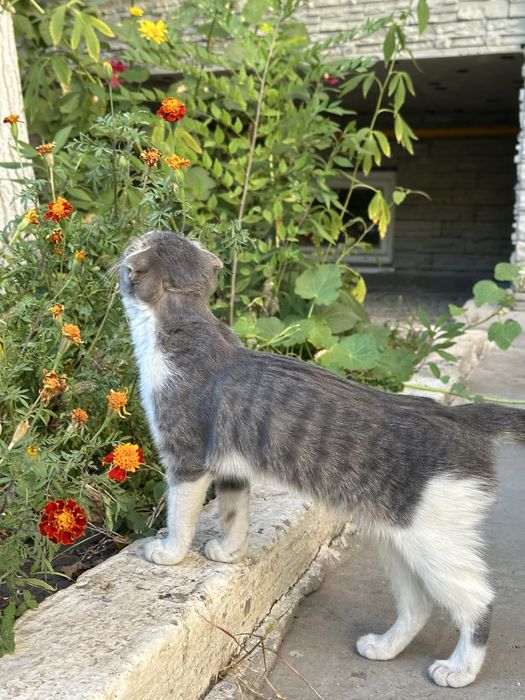 Котенок (вислоухий шотландец) в добрые руки