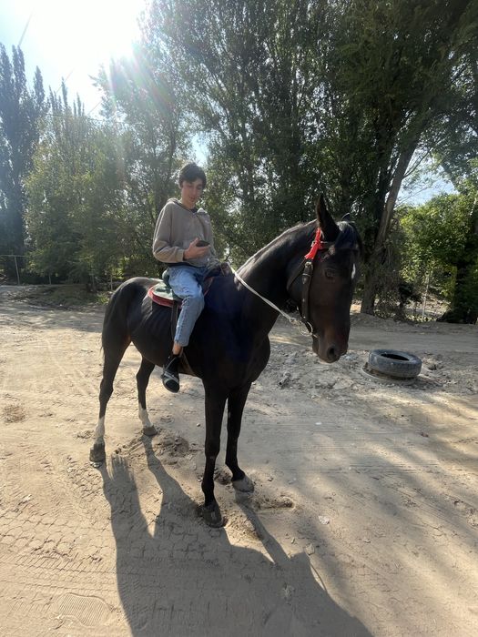 Продам коня