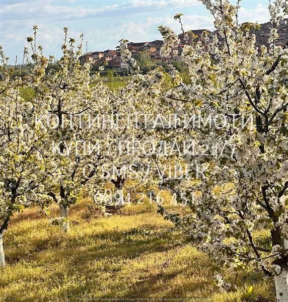 кодл 63086. Череши 4400м2 в отл. състояние, с ограда на 700м от селото