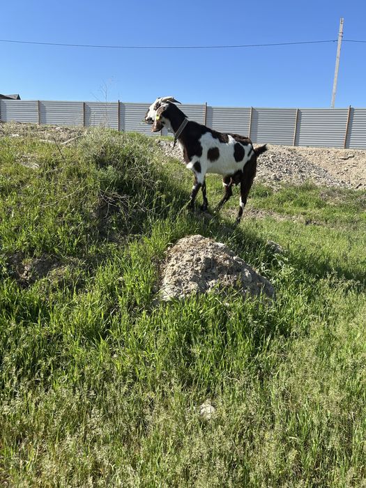 Сүтті Ешкі Сатылады