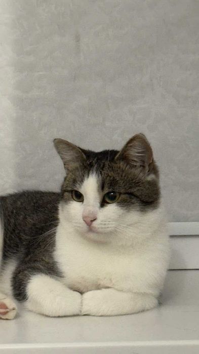 Котик в добрые руки