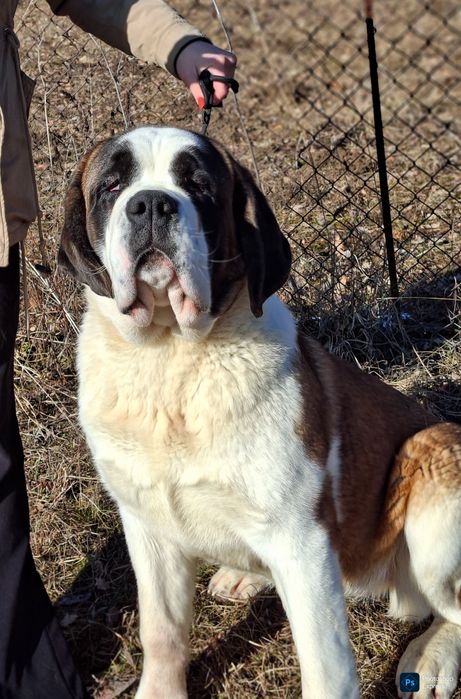 Femela de Saint Bernard cu Pedigree