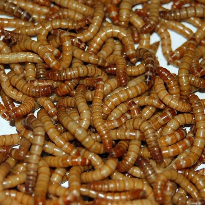 Продам мучника КО для рептилий и птиц