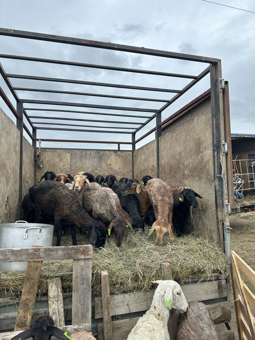 Прадаются эдильбайские бараны