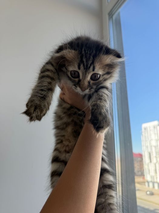 Котенок 4 месяцев