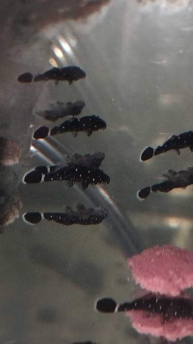 Звезден сом L181