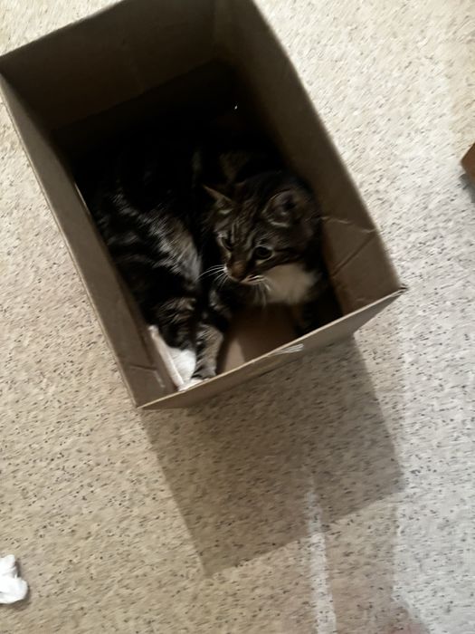 Отдам кота за коробку шоколада