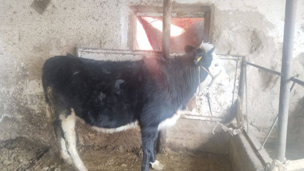 Бірінші тұма құнажын сатылады