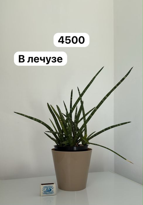 Растения комнатные