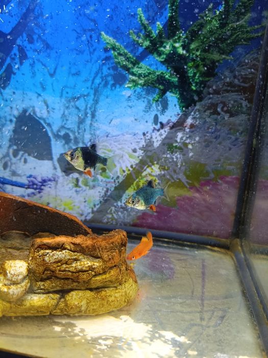 Продам аквариум 20л