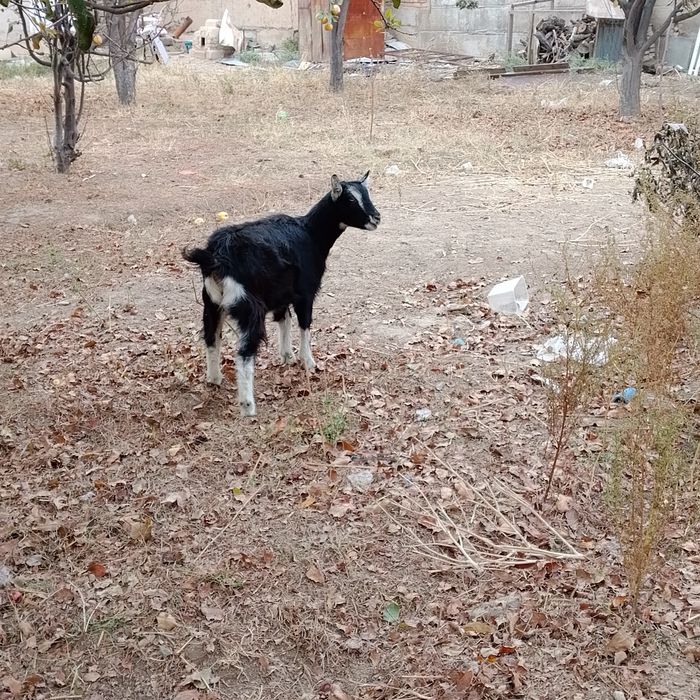 Орыс ешкылер сатылады