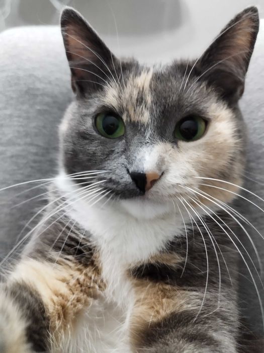 Отдам кошку в хорошие руки