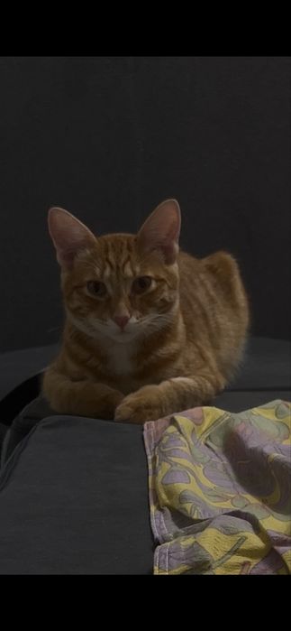 Отдам кота срочно
