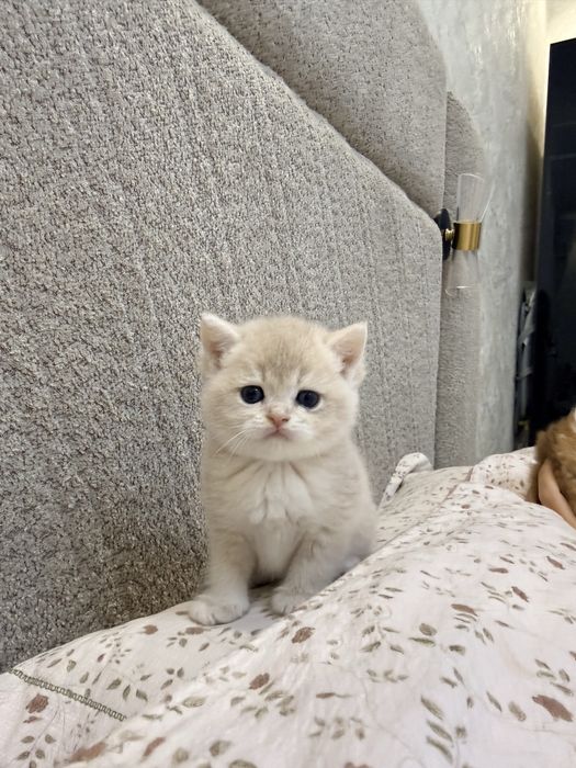 На продаже шикарный котята