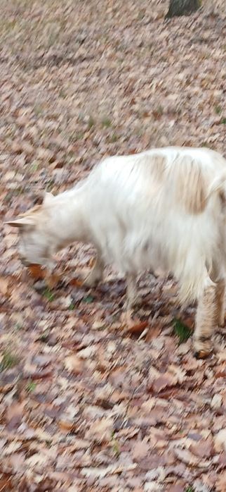 Vand 5 iezi de anul acesta