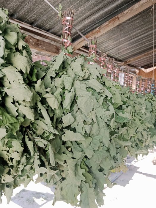 Дубовый веники..