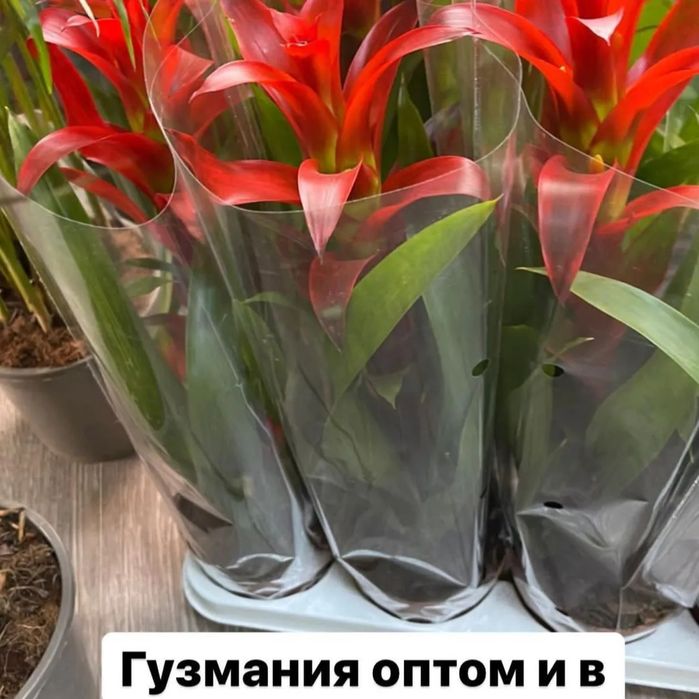 Бөлме гүлдері теплицадан тікелей