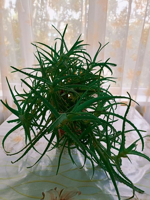 Продам большое АЛОЭ