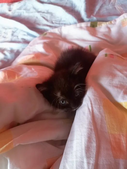 Кошички любят купаться