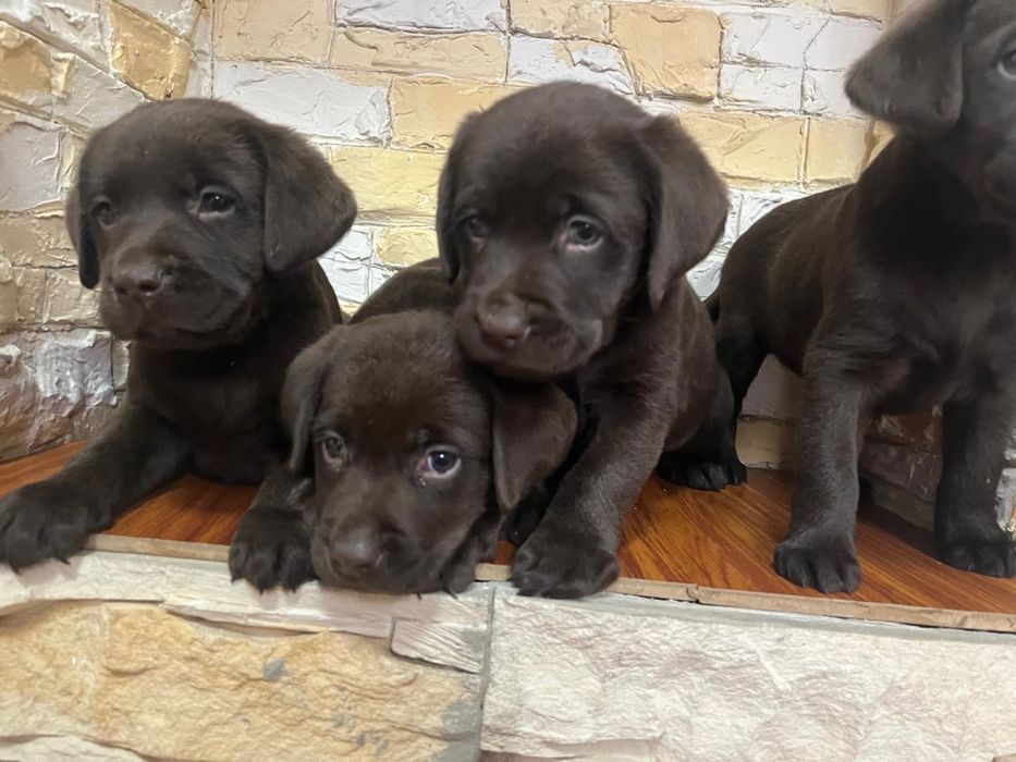 Продам щенков лабрадора