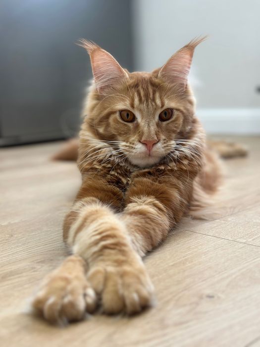 Отдам кота  мейн кун